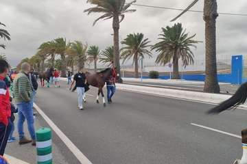Carreras de caballos en Telde por San Gregorio (Foto TA y TF)